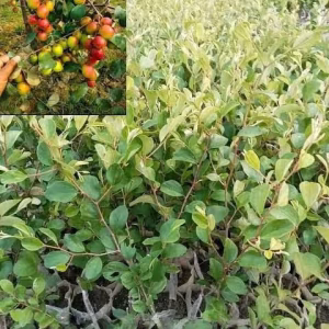 বারোমাসি বরই চারা - ২ পিছ